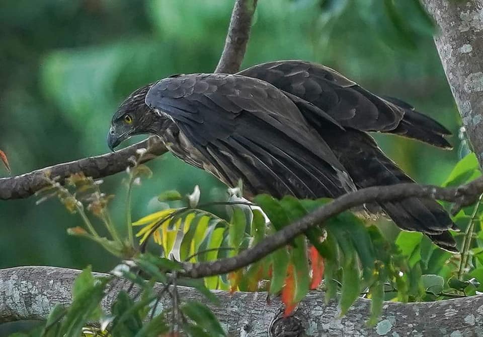 Lawin Philippine Hawk-Eagle