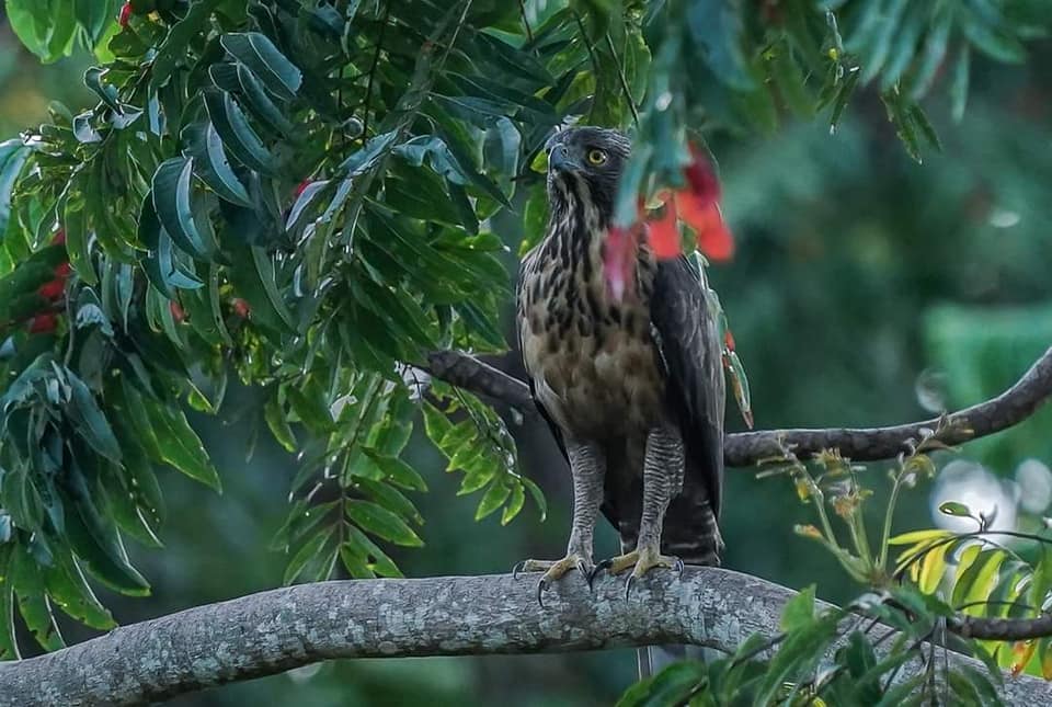 Lawin Philippines