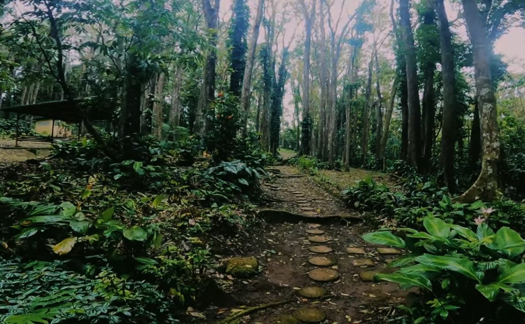 Trail at Botanic Garden