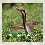 Philippine Cobra