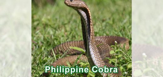 Philippine Cobra