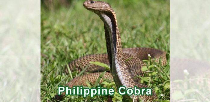 Philippine Cobra