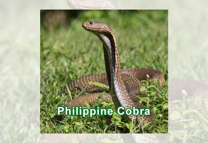 Philippine Cobra