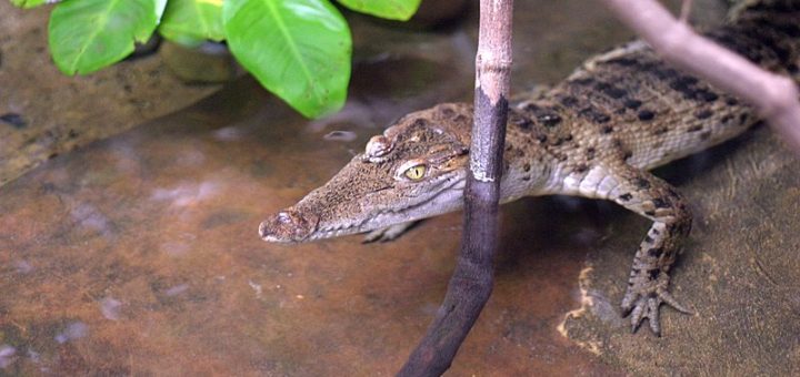 Philippine Crocodile