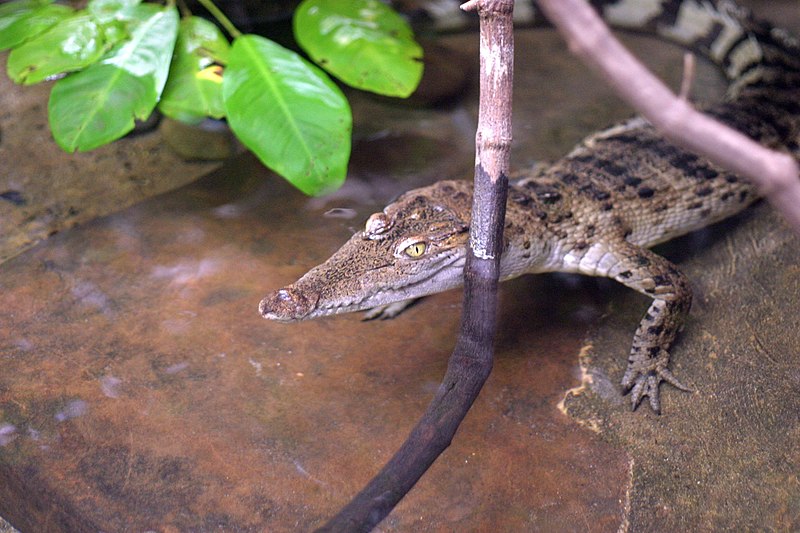 Philippine Crocodile