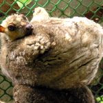 Philippine Flying Lemur