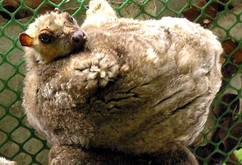 Philippine Flying Lemur