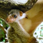 Philippine Flying Lemur Colugo