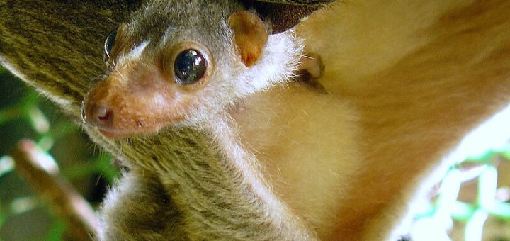 Philippine Flying Lemur Colugo