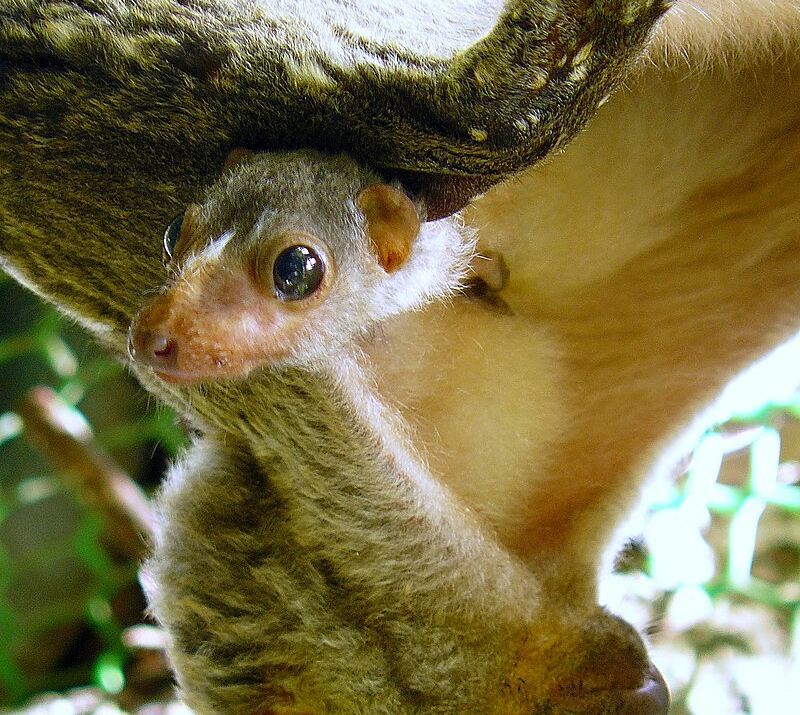 Philippine Flying Lemur Colugo