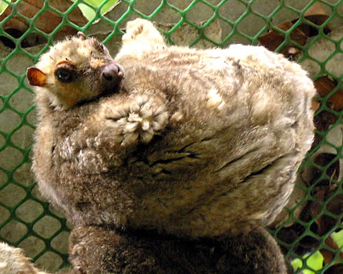 Philippine Flying Lemur