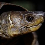 Philippine Forest Turtle