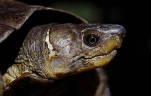 Philippine Forest Turtle