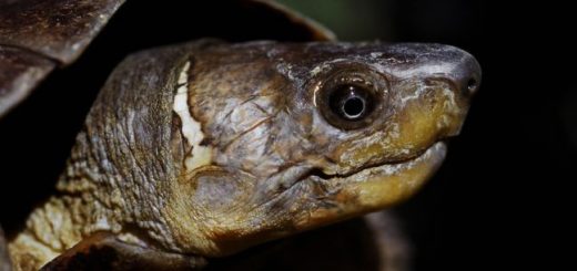 Philippine Forest Turtle