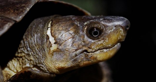 Philippine Forest Turtle