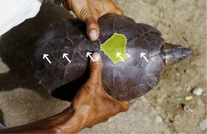 Philippine Forest Turtle Shell