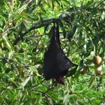 Philippine Giant Golden Crowned Flying Fox