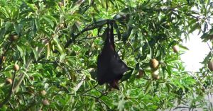 Philippine Giant Golden Crowned Flying Fox