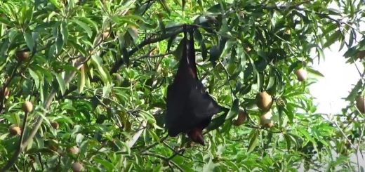 Philippine Giant Golden Crowned Flying Fox