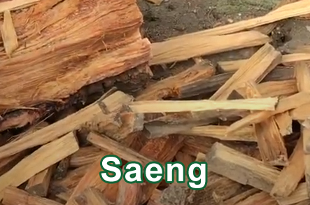 Saeng Woods