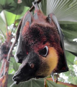 The Giant Golden Crowned Flying Fox