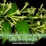 The Legend of Dama De Noche