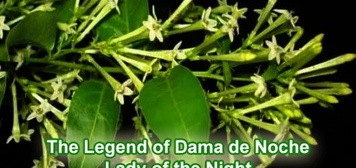 The Legend of Dama De Noche