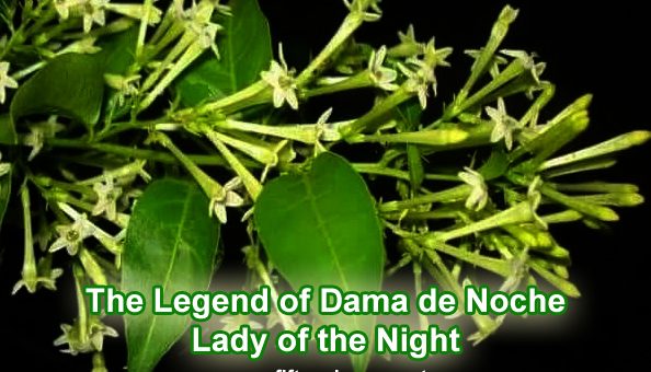 The Legend of Dama De Noche