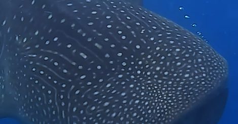 Bohol Whale Shark