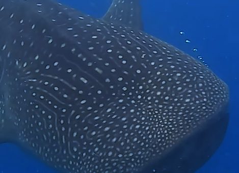 Bohol Whale Shark