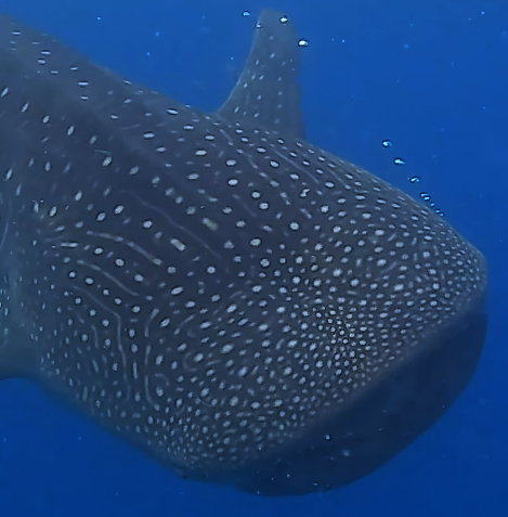 Bohol Whale Shark