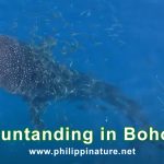 Butanding in Bohol