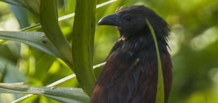 Philippine Coucal