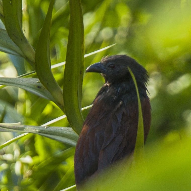 Philippine Coucal