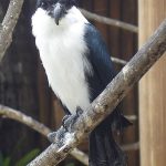 Philippine Falconet