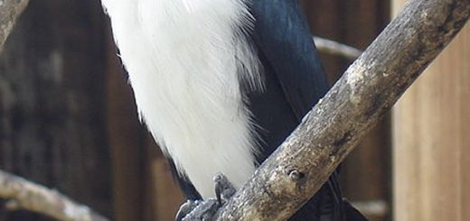 Philippine Falconet