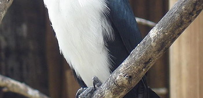 Philippine Falconet