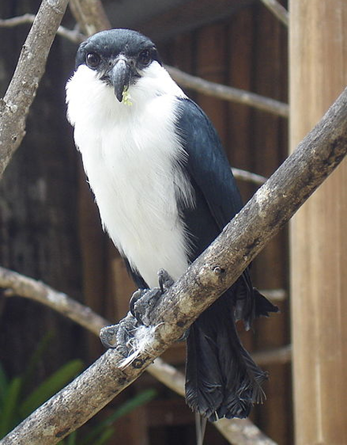 Philippine Falconet