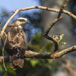 Philippine Honey Buzzard