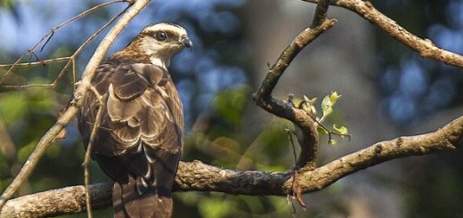 Philippine Honey Buzzard