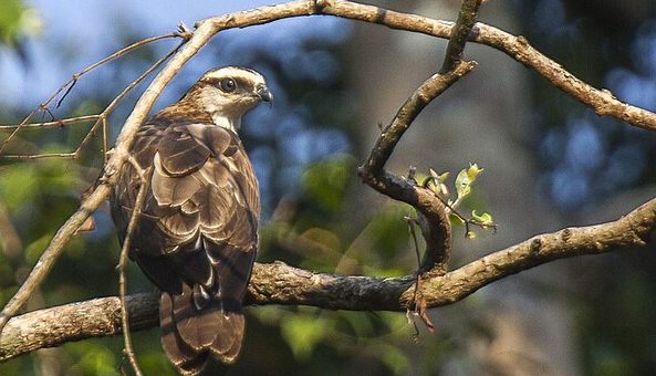 Philippine Honey Buzzard