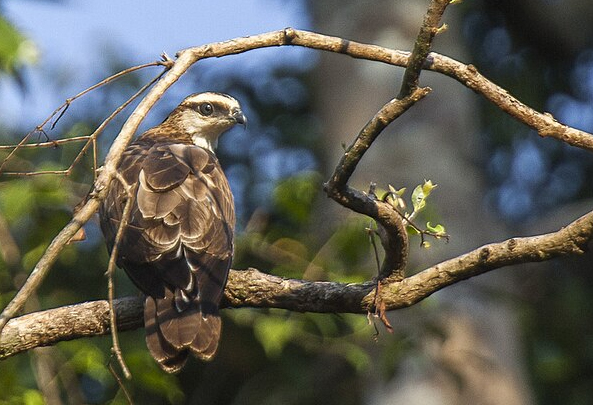 Philippine Honey Buzzard