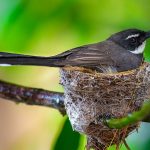 Philippine Pied Fantail