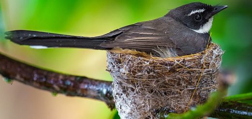 Philippine Pied Fantail