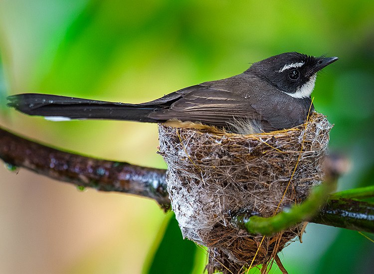 Philippine Pied Fantail