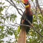 Philippine Rufous Hornbill