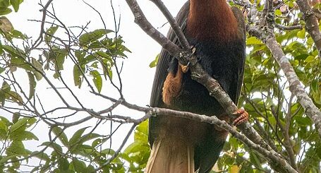 Philippine Rufous Hornbill