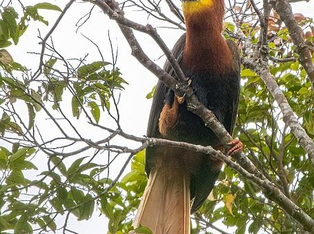 Philippine Rufous Hornbill