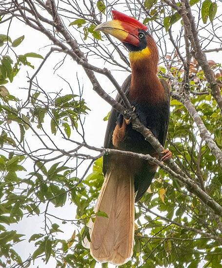 Philippine Rufous Hornbill