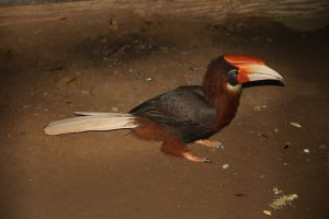 Rufous Hornbill in Cebu zoo